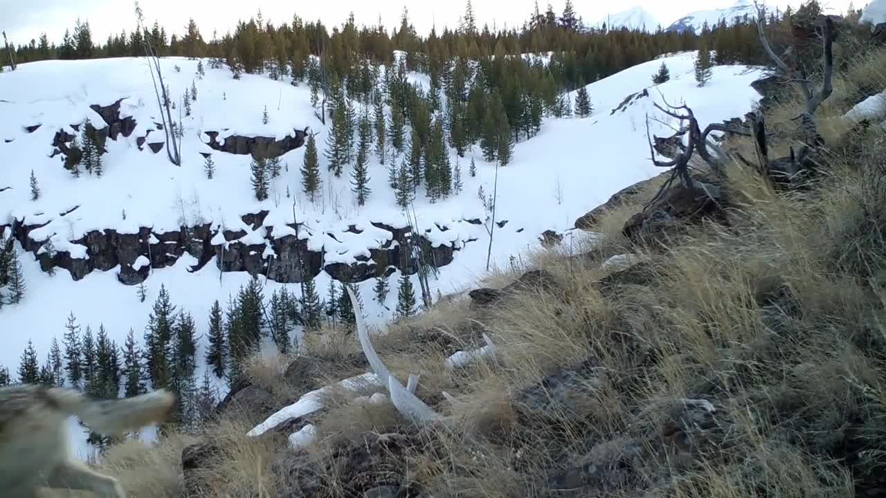 The Gray Wolf, Orchestrator of Balance