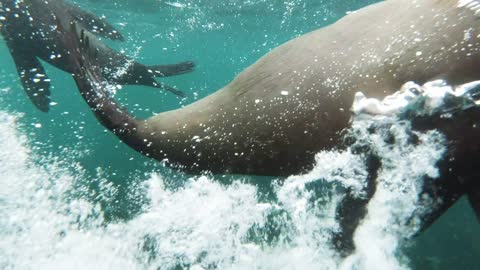 Hawaiian Monk Seal Under Water