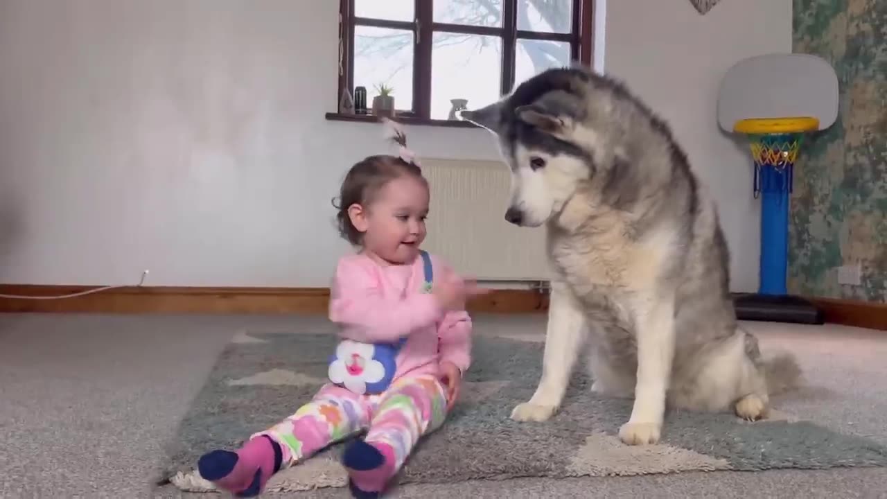 Sassy Baby Teaching Her Husky To Give Paw Is The Cutest Thing You Will See!😭💖.