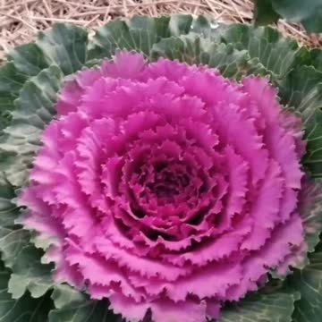 First Time Getting Cauliflower To Grow!