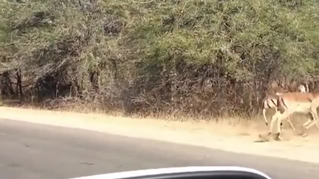 Clips you need to see 😮🌍