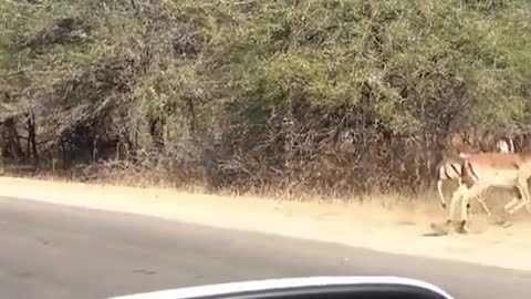 Clips you need to see 😮🌍