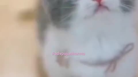 funny cat