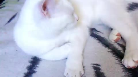 Sweet white kitty