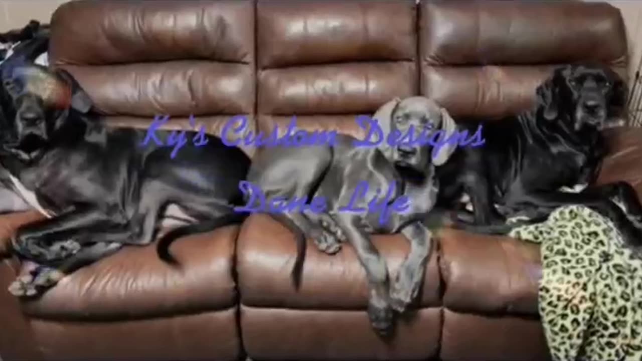 LaZy Dane Office Staff #greatdanelife #greatdane #customdogbowl #builtdifferent #officelife