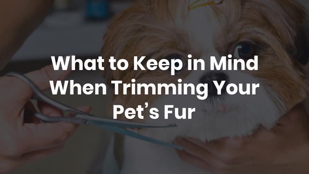 The Art of Pet Fur Trimming: Enhancing Your Pet’s Style and Comfort