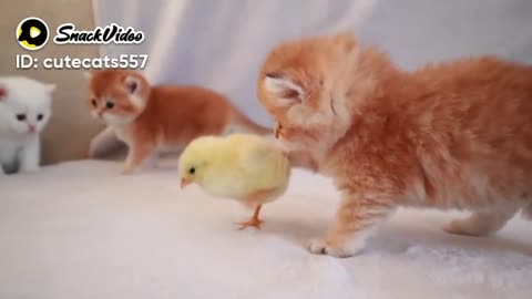 Cats play with chick