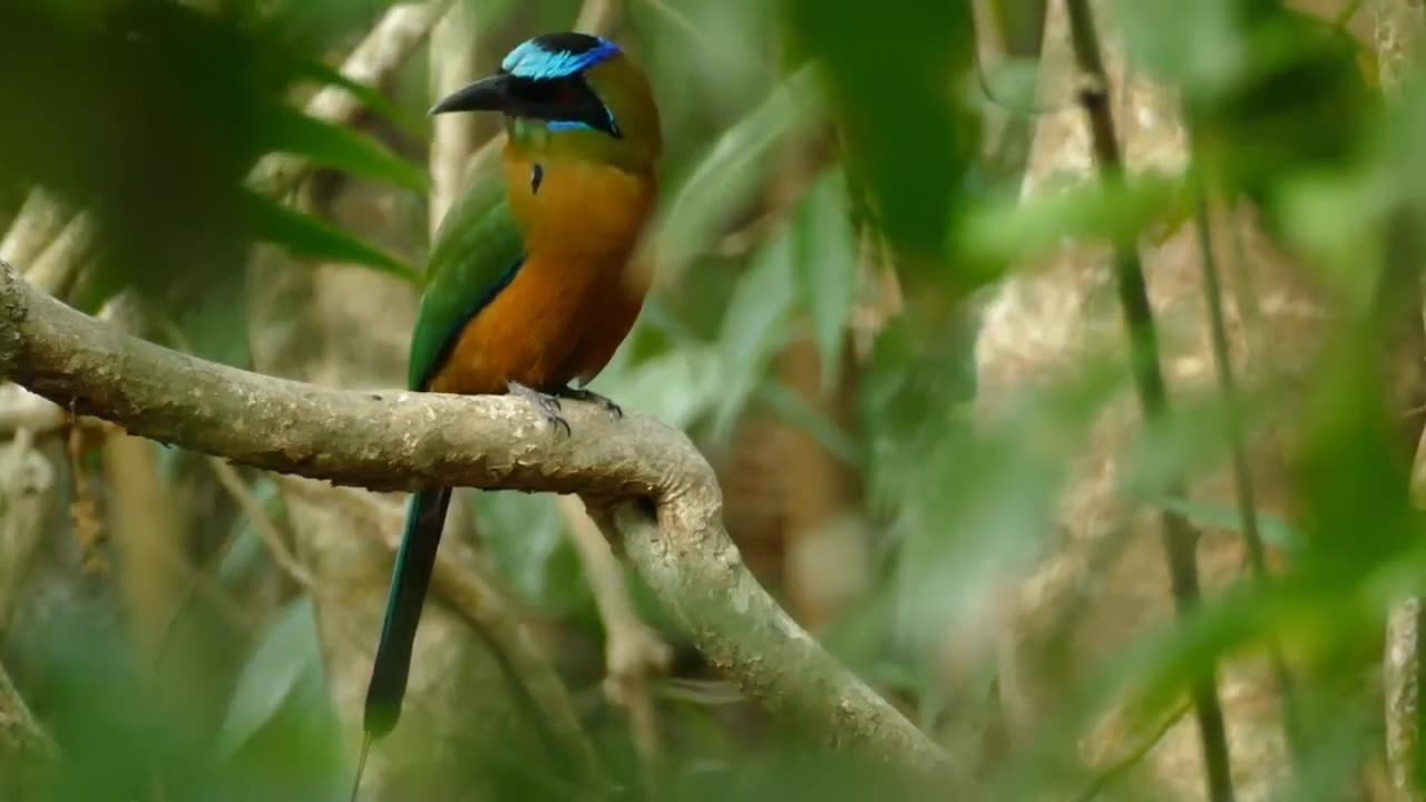 The Most Colorful Birds in 4K - Beautiful Birds Sound in the Forest | Scenic Relaxation Film
