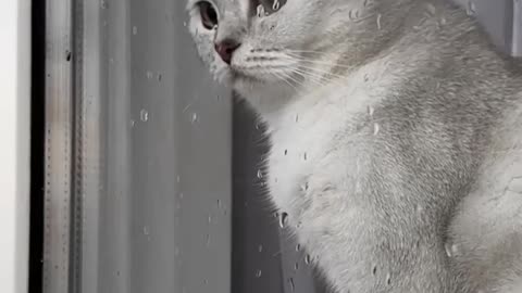 💔 #cat #cats #cat #cats