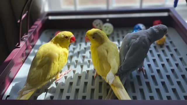 Indian Ringneck Season 💝