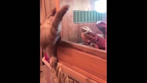 funny animal videos