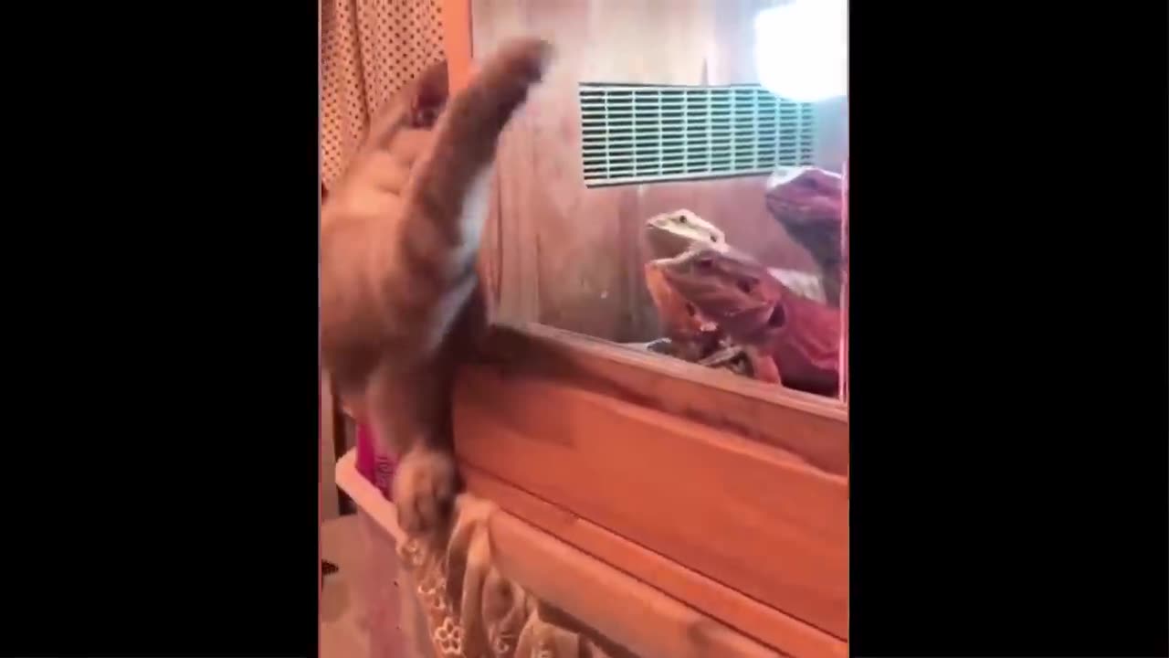 funny animal videos