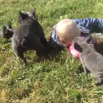 Bebé "batalla" con bulldogs por pelota de juguete
