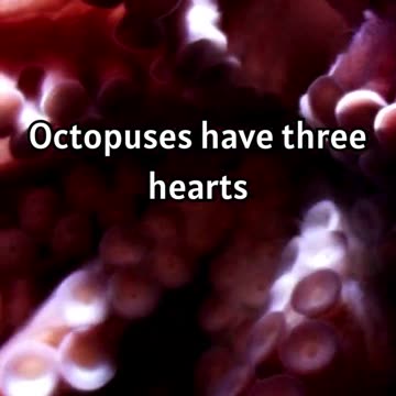 Octopus Wonders- 3 Hearts and Blue Blood! 🐙💙 #octopusfacts #marinelife #amazingcreatures #facts