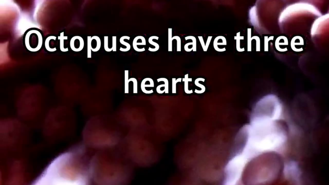 Octopus Wonders- 3 Hearts and Blue Blood! 🐙💙 #octopusfacts #marinelife #amazingcreatures #facts