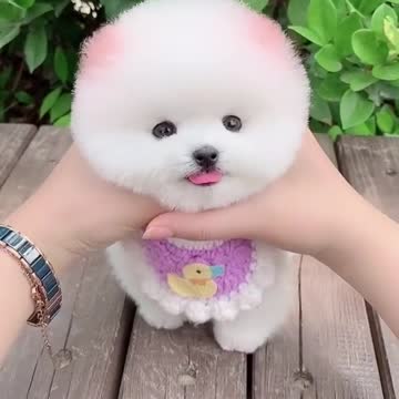cute dog.mp4
