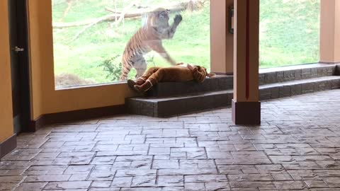 Tiger Has Some Funsie With Girl in Onesie