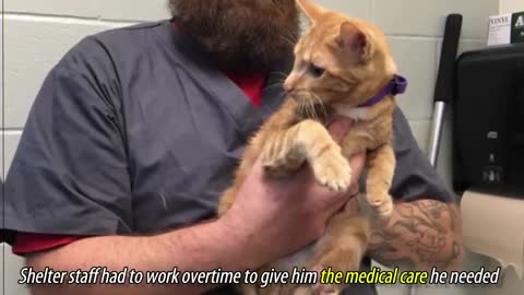 Shelter Cat Starts Crying When He's Not Held, So Staff Finds Solution