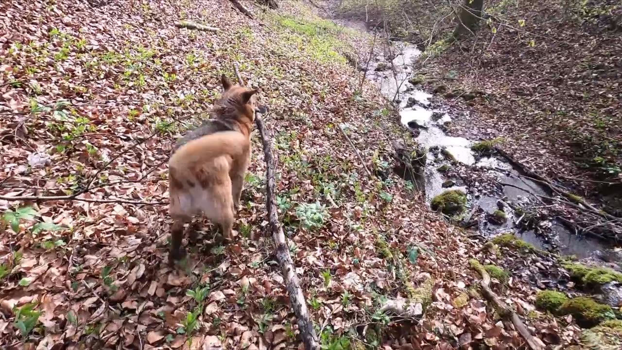 My dog work waterfall in bridge