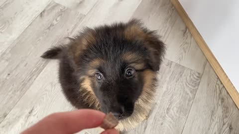 My Dog Teaches My German Shepherd Puppy How to Beg