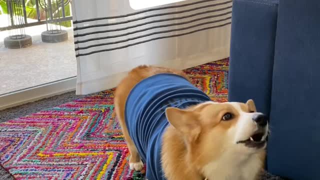 Corgis as a Disney show pt. 2 Hammy and Olivia
