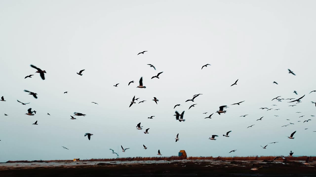 A Flock of Birds Flying over a Body of Water