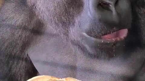 The best way to eat a banana! #gorilla #asmr #mukbang #eating #banana #food #shorts