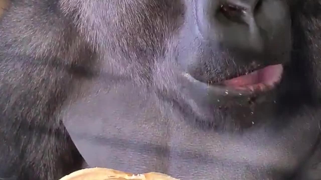 The best way to eat a banana! #gorilla #asmr #mukbang #eating #banana #food #shorts