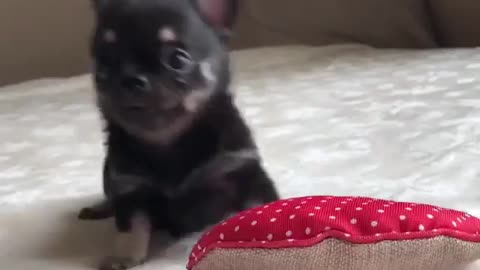 The dog played with the pillow excitedly