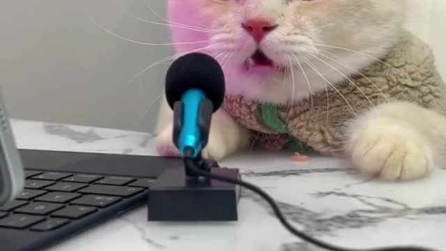 cat sing song