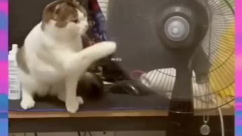Funny videos, funny animals Hub, funny cats and dogs reactions, 🐕😄😆🤣😂, performance 🤣funny 🐕😄