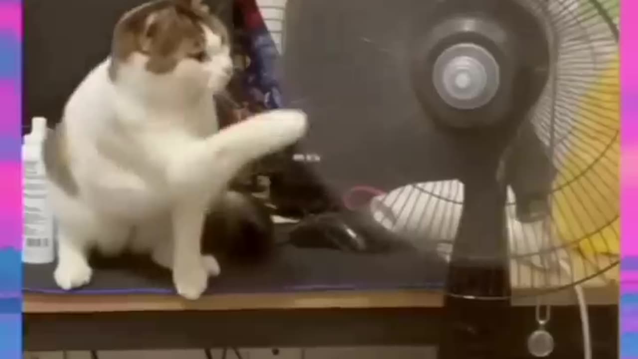 Funny videos, funny animals Hub, funny cats and dogs reactions, 🐕😄😆🤣😂, performance 🤣funny 🐕😄
