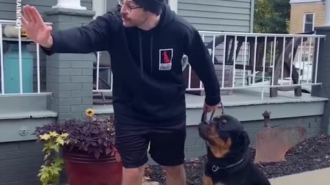 Dog training ↗️ 1 WORD training tips