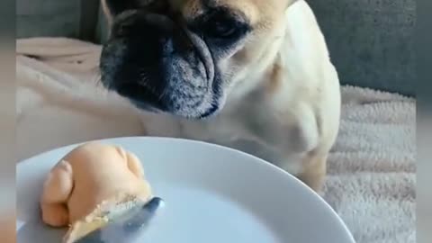 Scary Dog