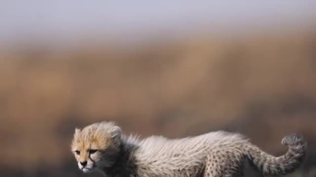 Wild animals African moments