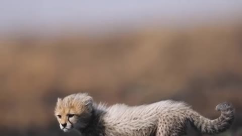 Wild animals African moments