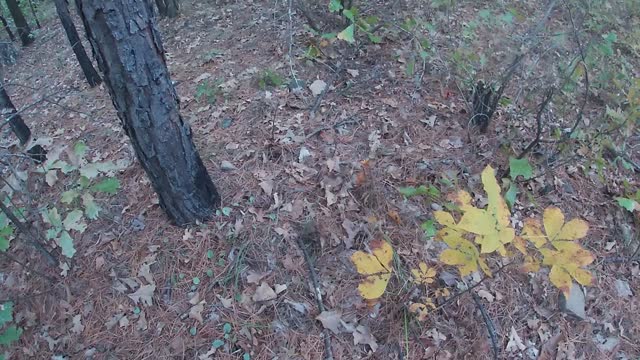 Tracking harvested big body 6 point