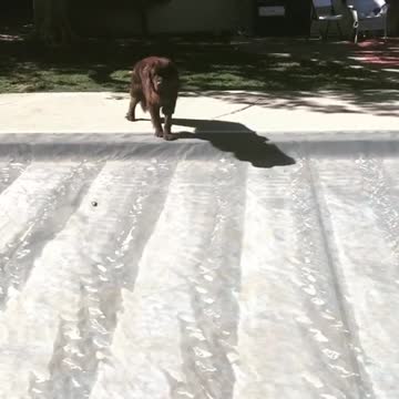 Travieso cachorro de Terranova no puede resistirse al covertor de la pileta