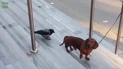 Dog and crow funny video