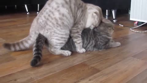 Cat 🙀 mating 💥 💥 😻 💞