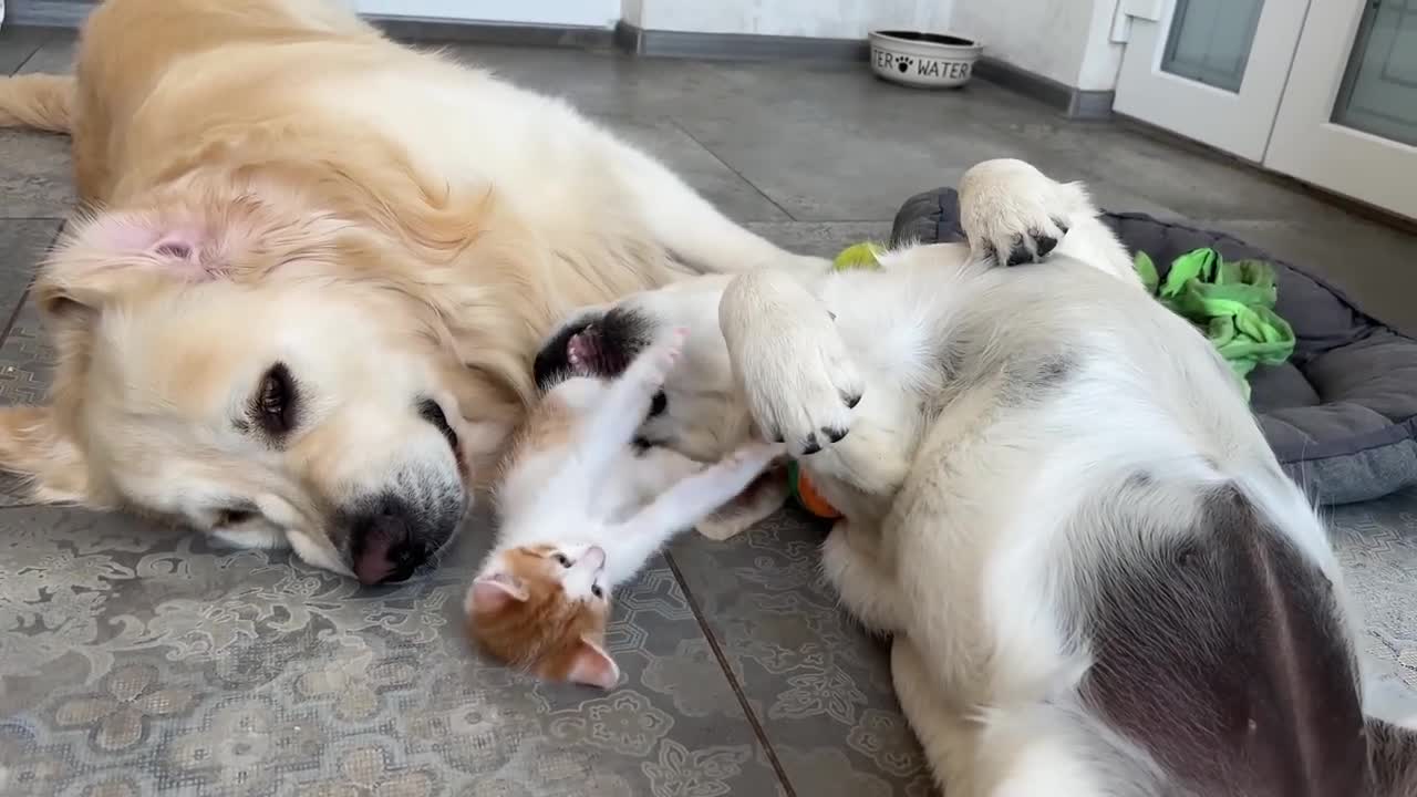 Kitten plays with Golden Retrievers love