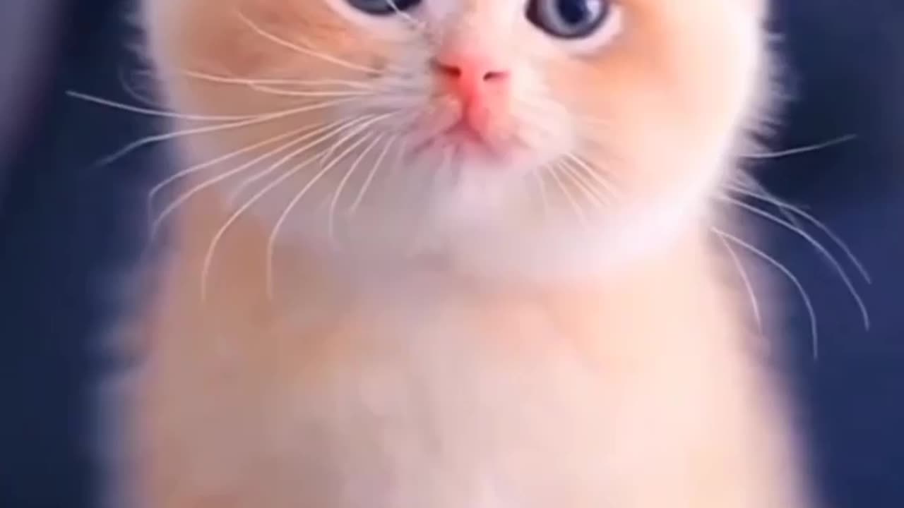 cute cat video