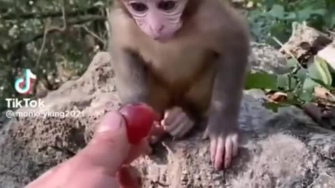 Cute Baby Animal