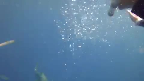 Nurse Shark swimming