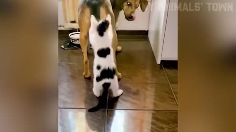 Funniest Cats and Dogs 🐶🐱 | Funny Animal Videos #30 Funny Animals' Town•8.5M views