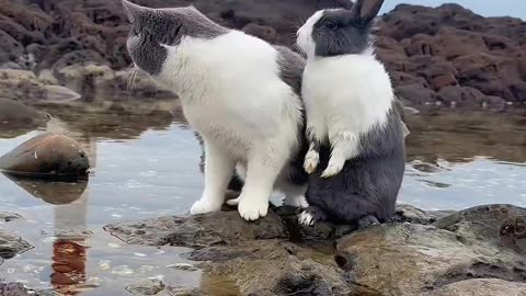 Cat & Rabbit are freaking out as they make their video among the water stone.