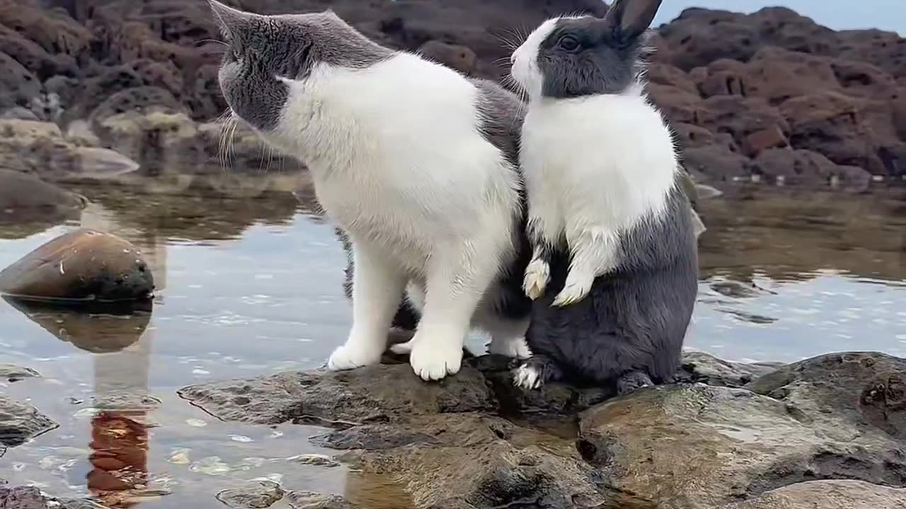 Cat & Rabbit are freaking out as they make their video among the water stone.