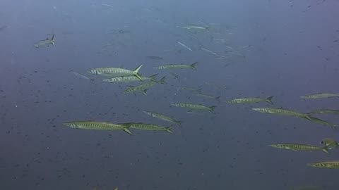 Underwater fishes