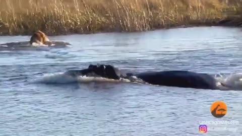 A Hippo Runs Off A Lion