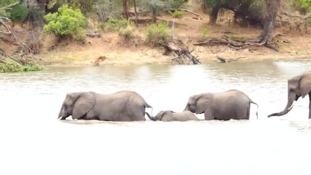 Baby elephant crossing1